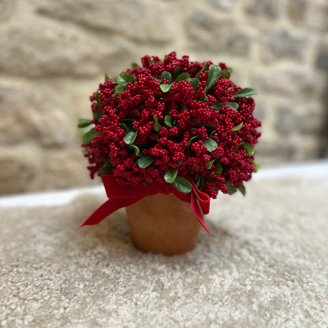 CLASSIC CHRISTMAS | POTTED BERRIES
