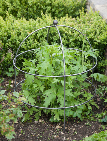 IFORD | DOMED PLANT SUPPORT | LARGE